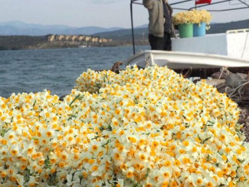 GÜNÜBİRLİK İZMİR KARABURUN NERGİS ÇİÇEĞİ FESTİVALİ TURU